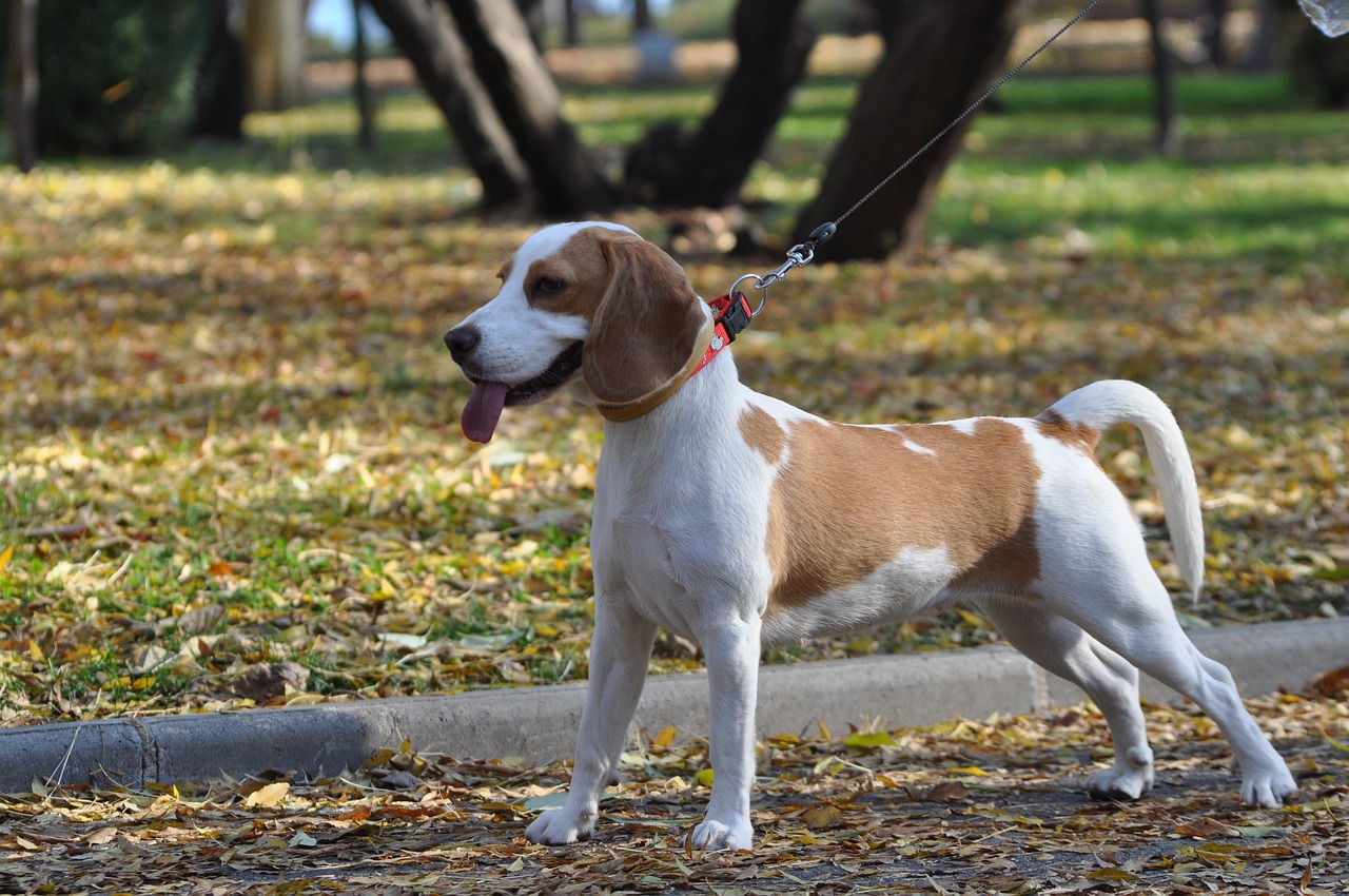 Dog in the park